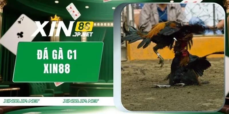 Đá gà C1 XIN88
